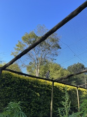 Chlorocebus pygerythrus pygerythrus