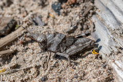 Psophus stridulus