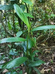Corymborkis veratrifolia