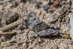 Psophus stridulus