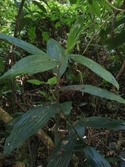 Corymborkis veratrifolia