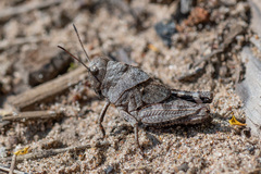 Psophus stridulus