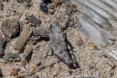 Psophus stridulus