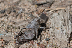 Psophus stridulus