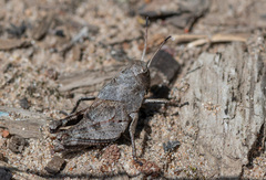Psophus stridulus