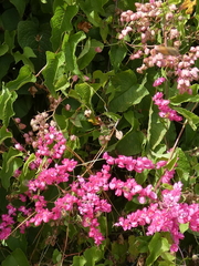 Antigonon leptopus