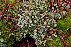Cladonia digitata