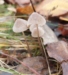 Mycena metata