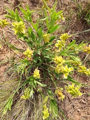 Eriosema psoraleoides