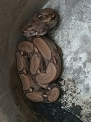 Boa constrictor