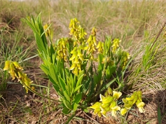 Eriosema psoraleoides