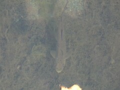 Salmo marmoratus