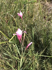Gladiolus gueinzii
