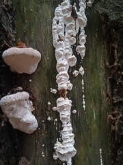 Neoantrodia serialis