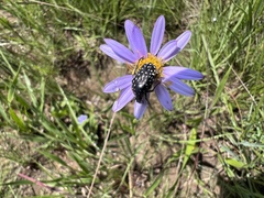 Oxythyrea marginalis