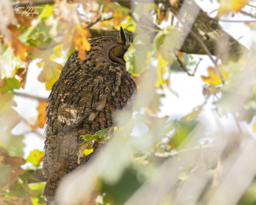 View observation of {o.common_name} on iNaturalist
