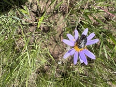 Oxythyrea marginalis