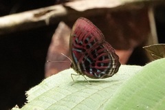 Paralaxita