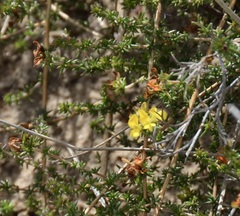 Aspalathus acuminata