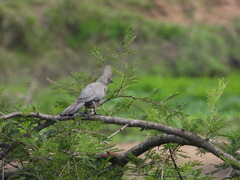 Corythaixoides concolor