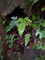 Tectaria phaeocaulis