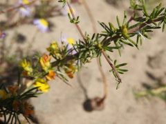 Aspalathus spinosa spinosa