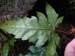 Tectaria phaeocaulis