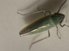 Syncharina argentina