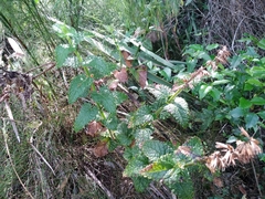 Stachys thunbergii