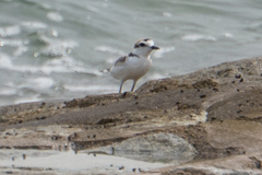 Charadrius peronii