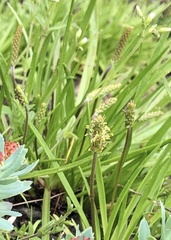 Plantago maritima