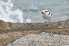 Charadrius peronii