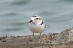 Charadrius peronii