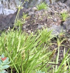 Plantago maritima