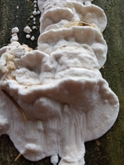 Neoantrodia serialis