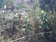 Stachys thunbergii