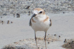 Charadrius peronii