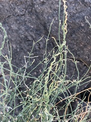 Funastrum hirtellum