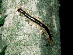 Scolopendra