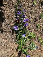 Platycodon grandiflorus