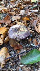 Russula atropurpurea