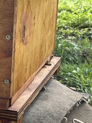 Apis mellifera scutellata