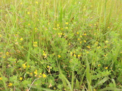 Lotus suaveolens