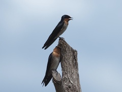 Hirundo tahitica