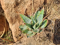 Aloe pratensis