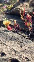 Lampranthus explanatus