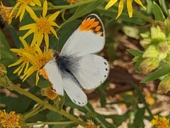 Colotis evagore