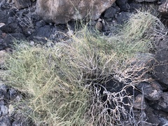 Funastrum hirtellum