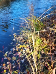 Coleataenia rigidula