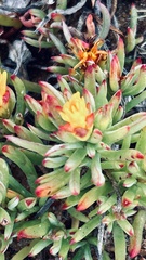 Lampranthus explanatus